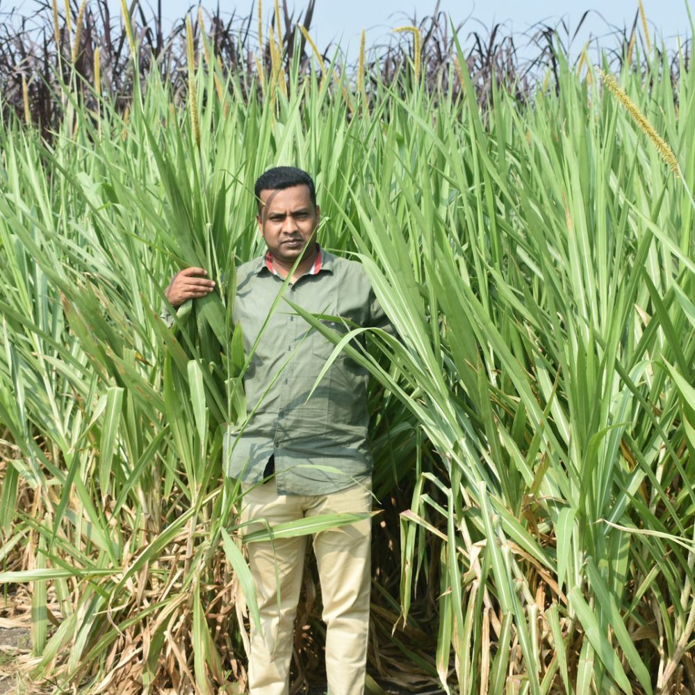 Indonesian Bahubali Smart Napier Grass (4-5 Years Multicutting ...