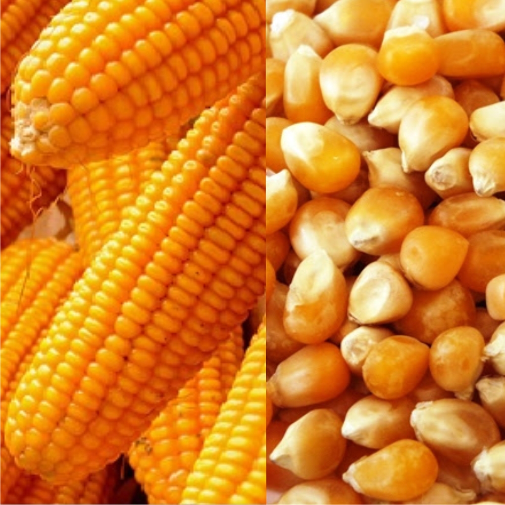 corn-seeds-saividisha-seeds